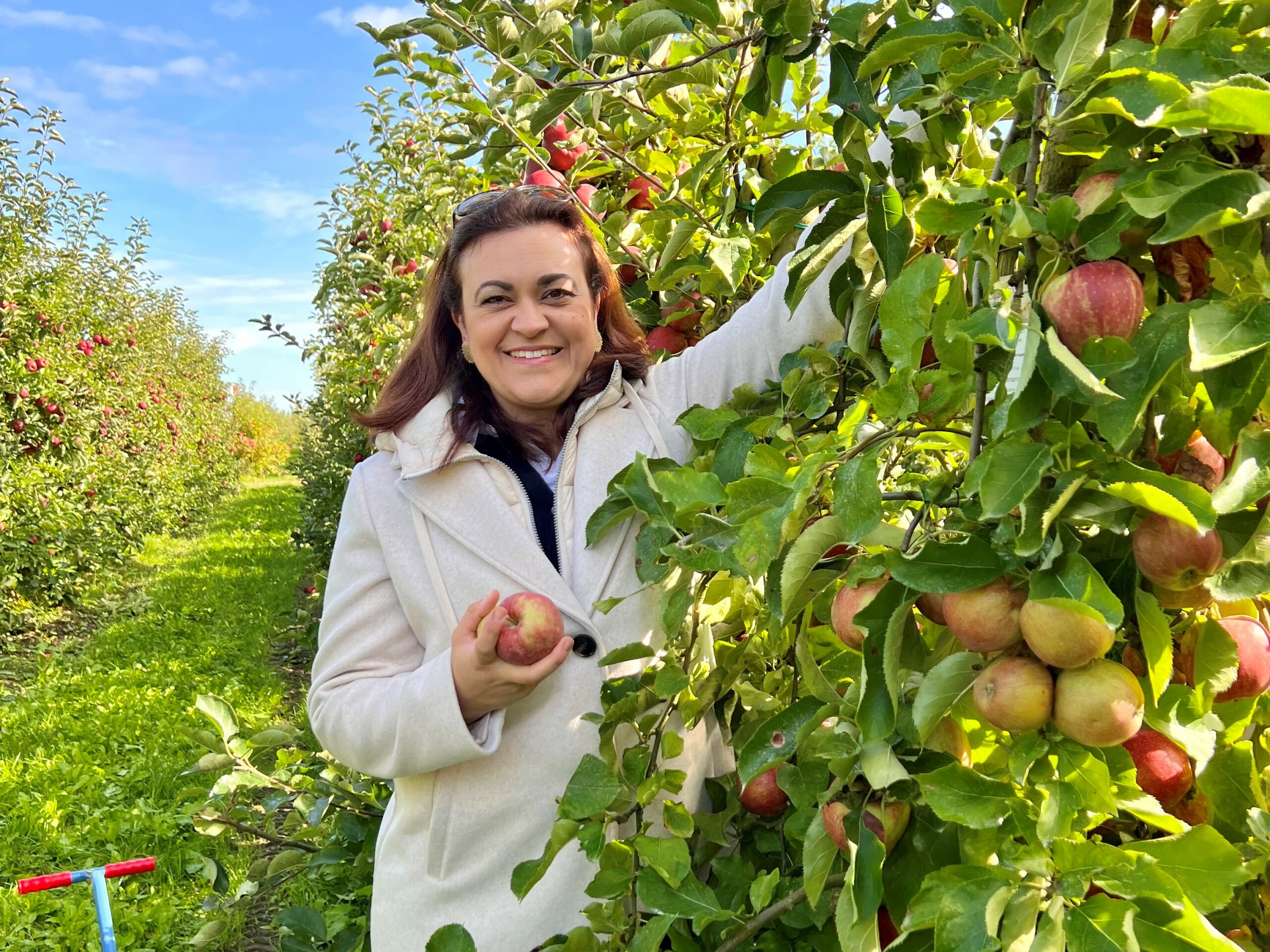Franziska Hoppermann pflückt Äpfel von einem Apfelbaum.